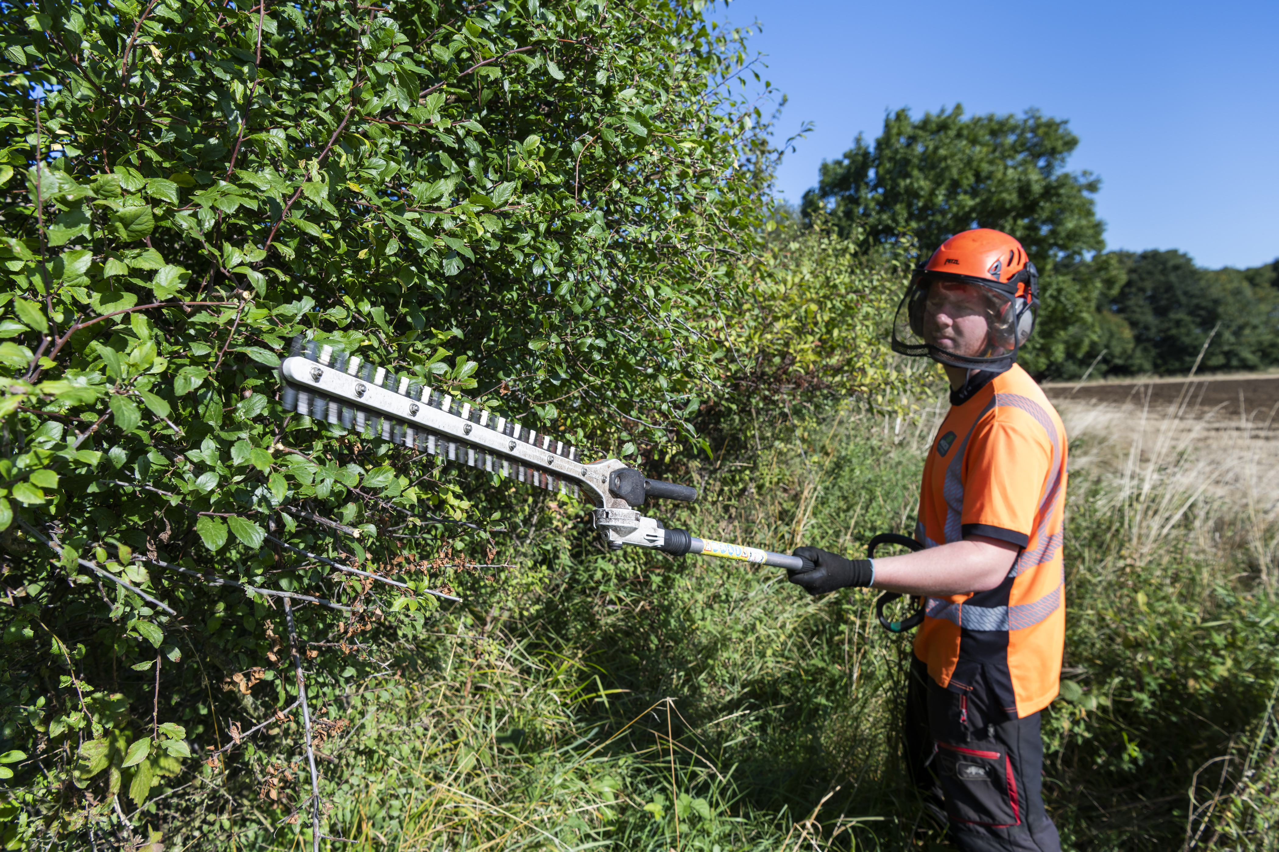 Hedge Cutting | Mercer Tree Services Ltd