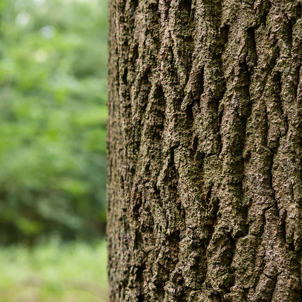 Stump Grinding & Removal
