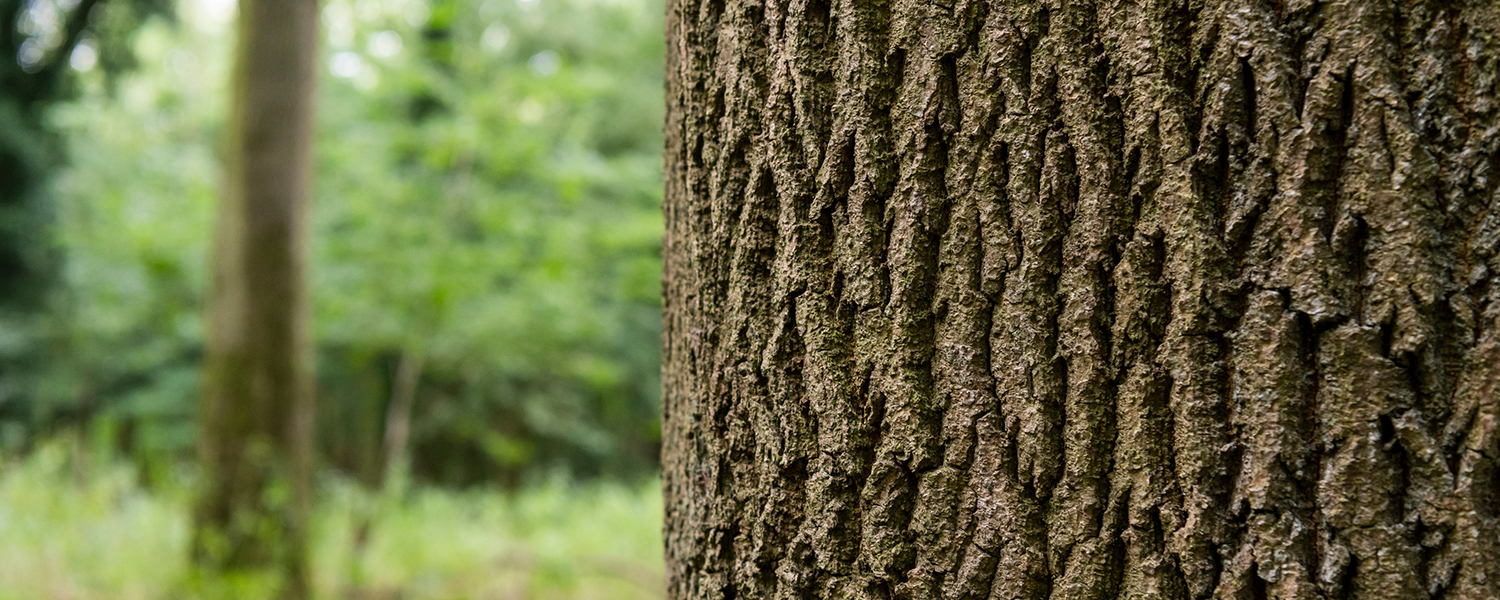 Stump Grinding & Removal