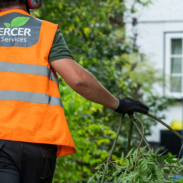 Tree Pruning