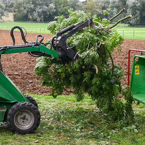 Tree Removal