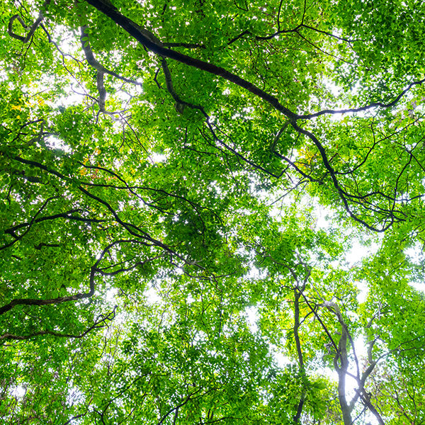 Tree Reports & Surveys