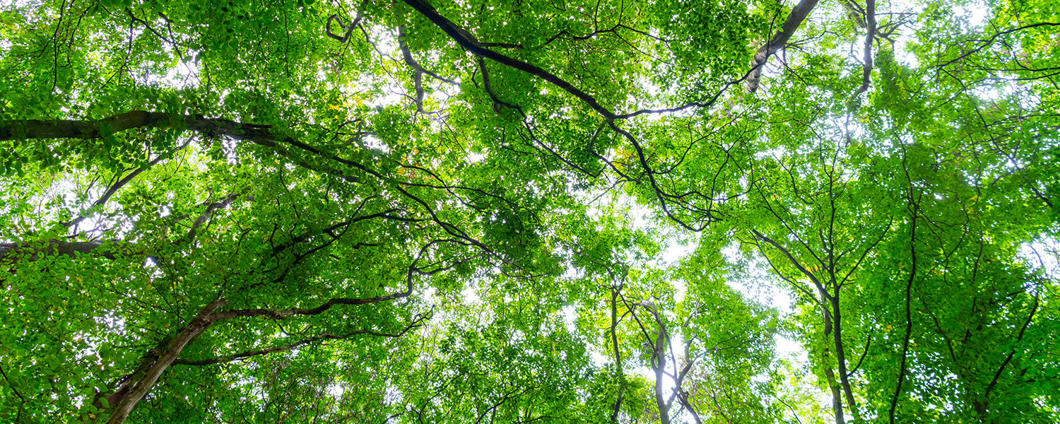Tree Reports & Surveys