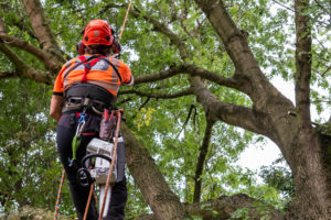 Tree Surgery