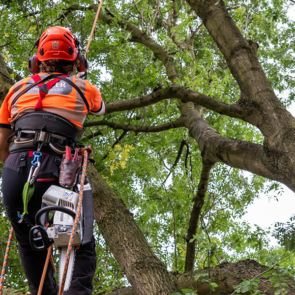 Tree Surgery
