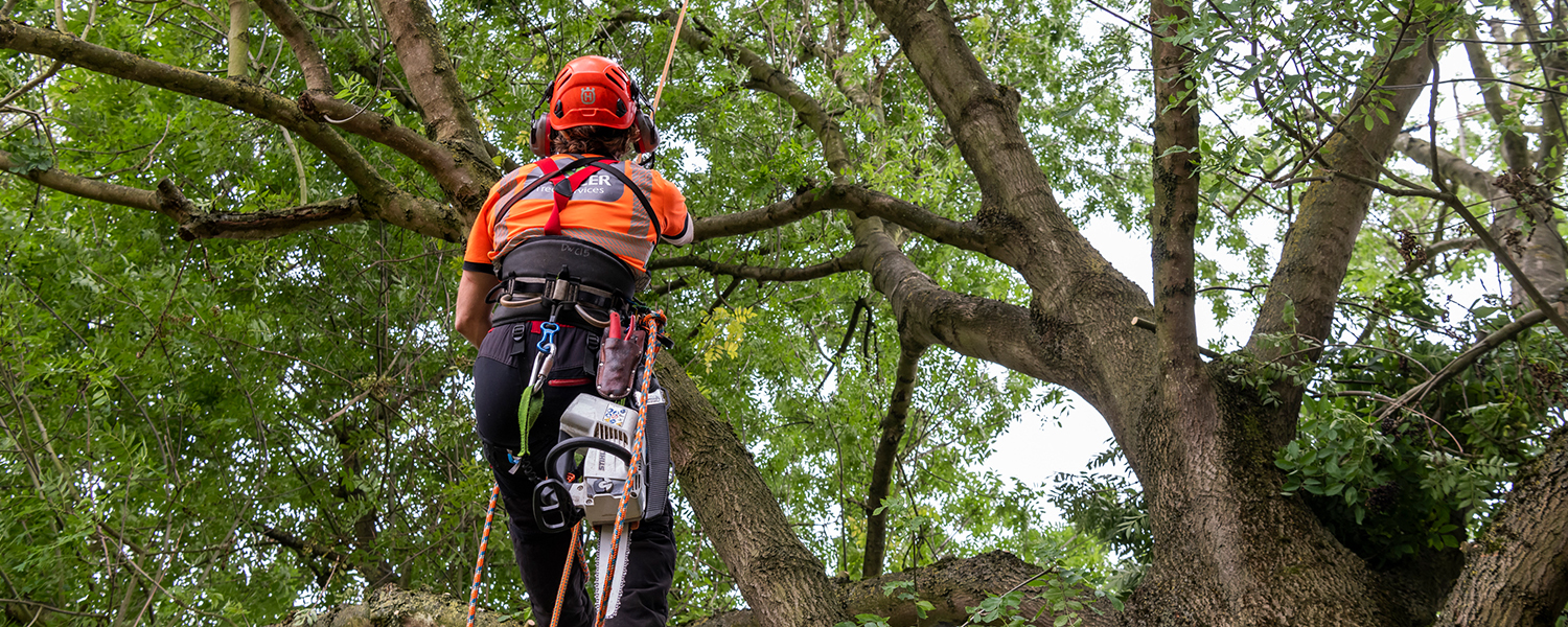 Tree Surgery