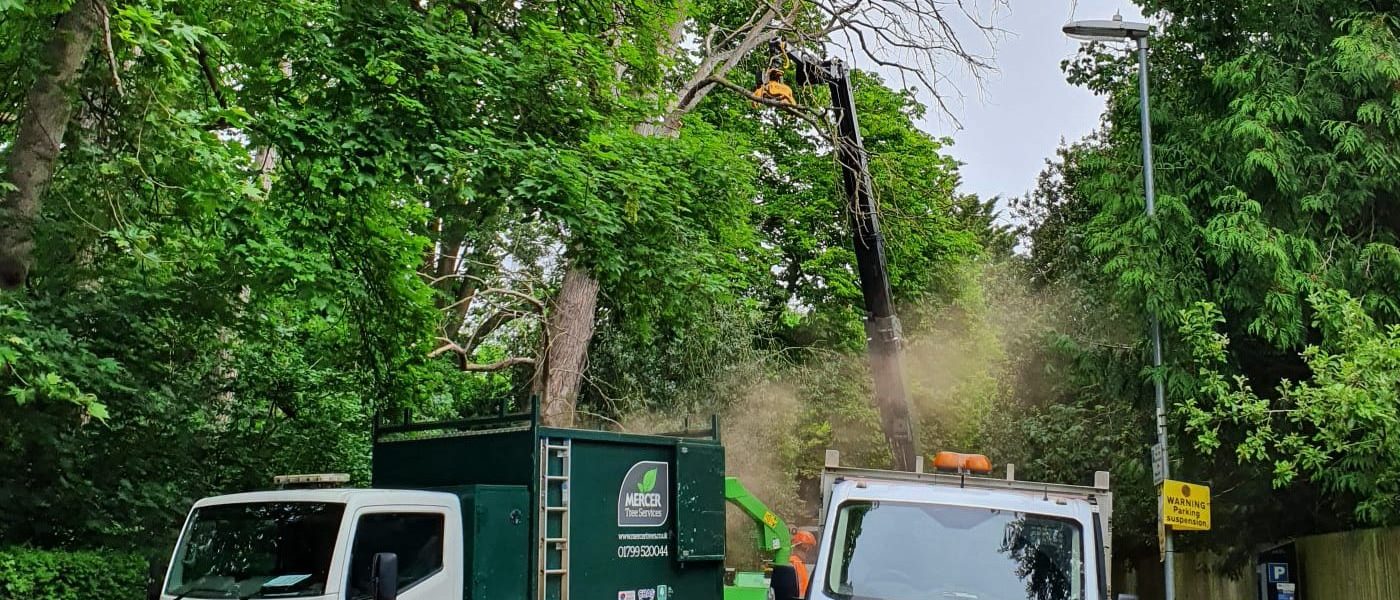 Commercial Tree Services
